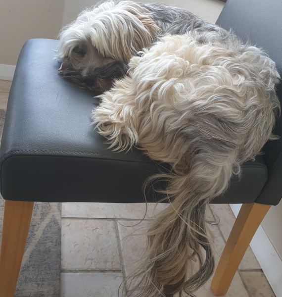 Favourite ever picture of your dog.