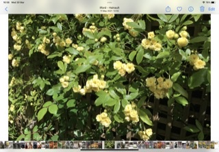 Can any gardening gurus tell me what this plant is please?