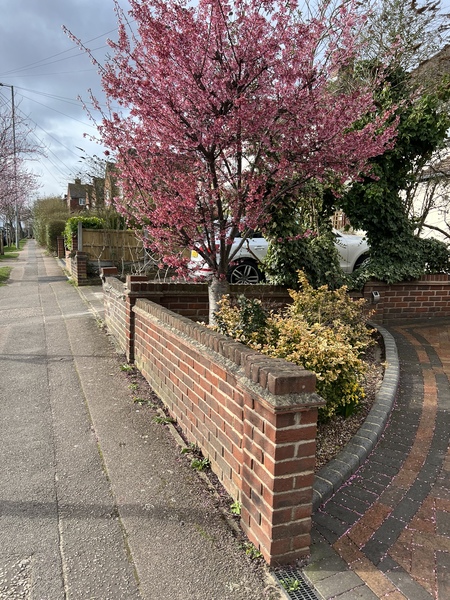 Tree ID please!