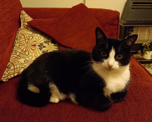 My cat won't come in, please give me some suggestions!