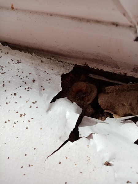 To ask if anyone knows what this might be (probably pest related)