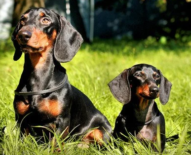 Dachshunds help