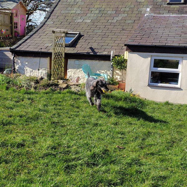 My neighbours have got a kitten