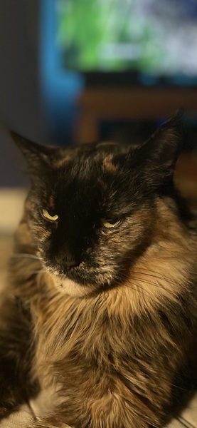 Do you think my cat is gorgeous?