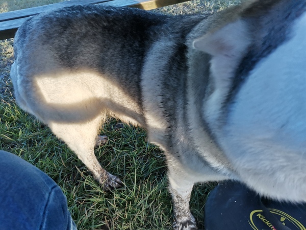 Dog hair removal tips