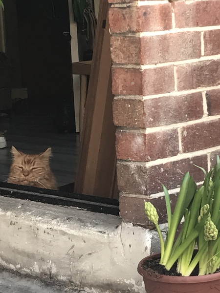 Not my cats and friends