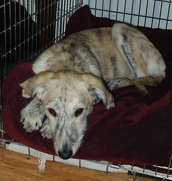 Lurcher - what do I need to know?