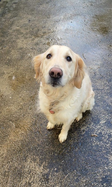 Should we adopt this old girl