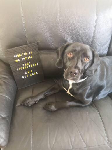 Due October 2022 thread #2 ... the first trimester continues!