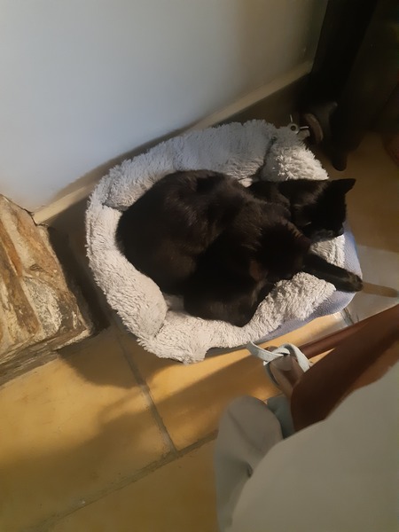 What is your cat doing at the moment?