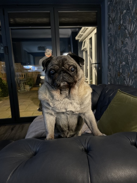 How do you know a dog loves you?