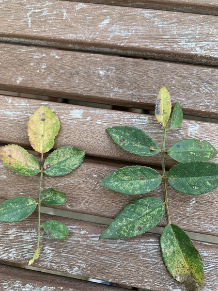 Is this rose black spot?