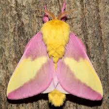 If you like butterflies but don’t like moths, why.