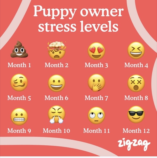 Puppy Survival Thread: muddy footprints into Spring 2022