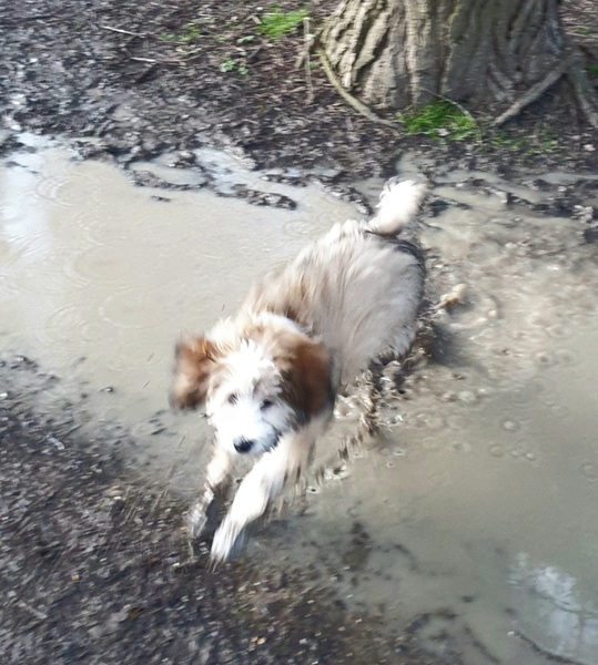 Favourite ever picture of your dog.