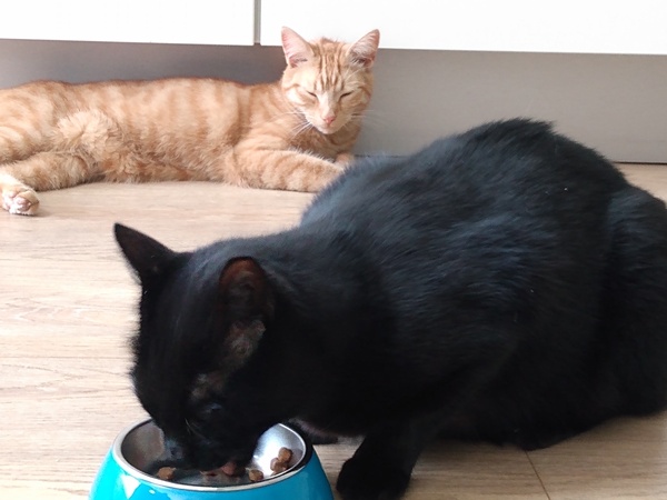 Not my cats and friends