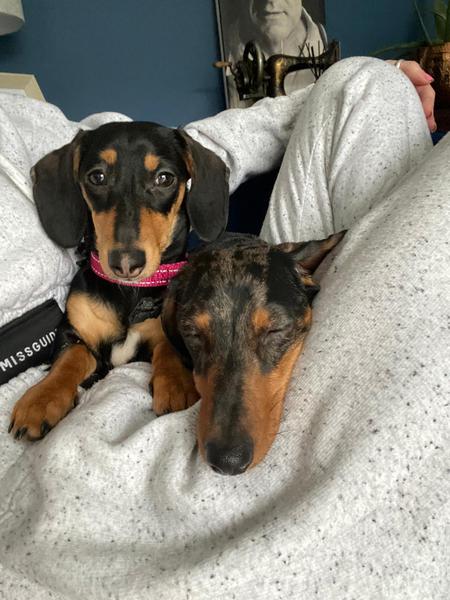 I wish I could record the way my ds greets the dogs