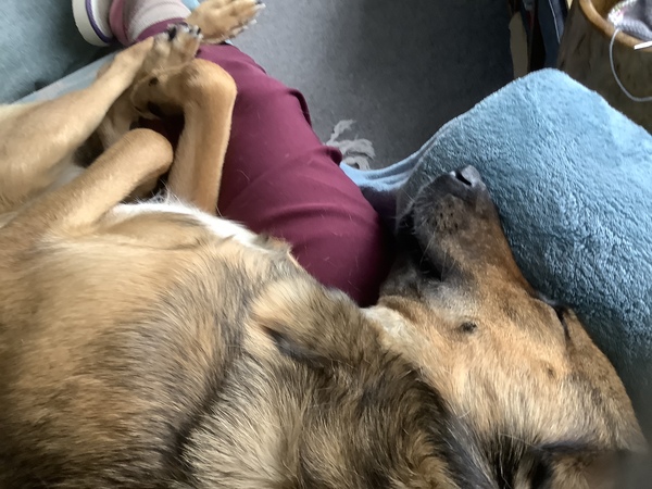 How do you know a dog loves you?