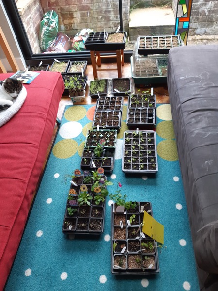 I'm having separation anxiety from my seedlings!