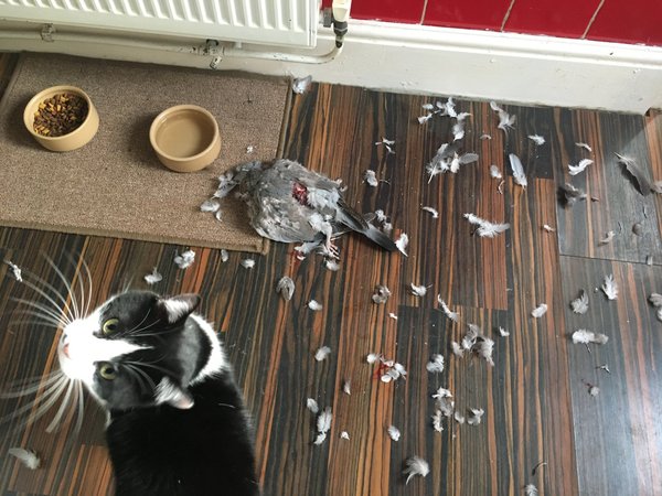 Anyone else's cat have an 'It wasn't me!' face? Pics please!