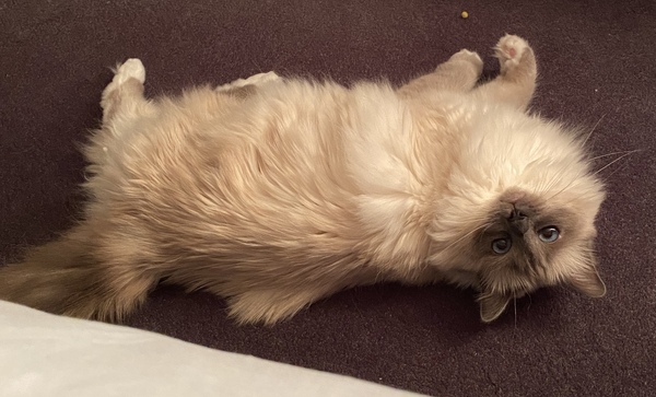 Anyone else's cat have an 'It wasn't me!' face? Pics please!