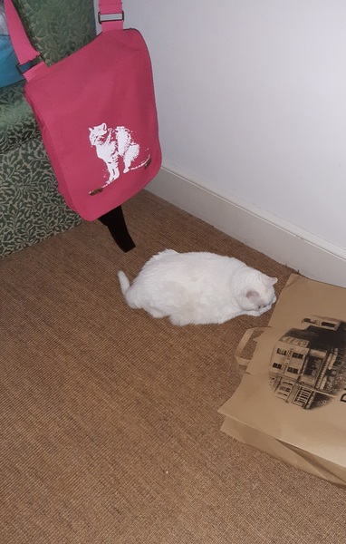 Cats in bags