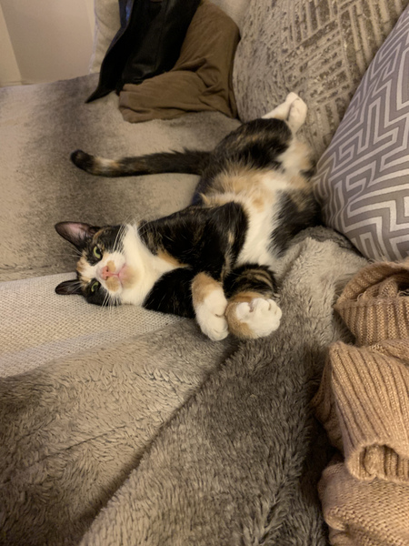 Anyone else's cat have an 'It wasn't me!' face? Pics please!