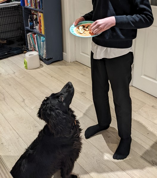 Puppy Survival Thread: surviving into 2022