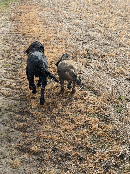 Puppy Survival Thread: muddy footprints into Spring 2022