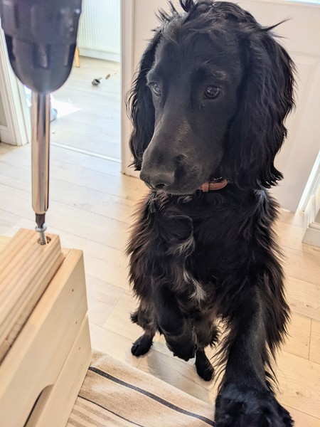 Puppy Survival Thread: muddy footprints into Spring 2022