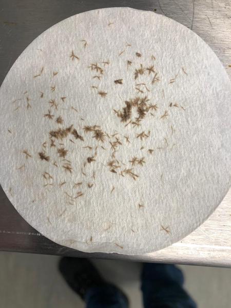 Does anyone know what these are?