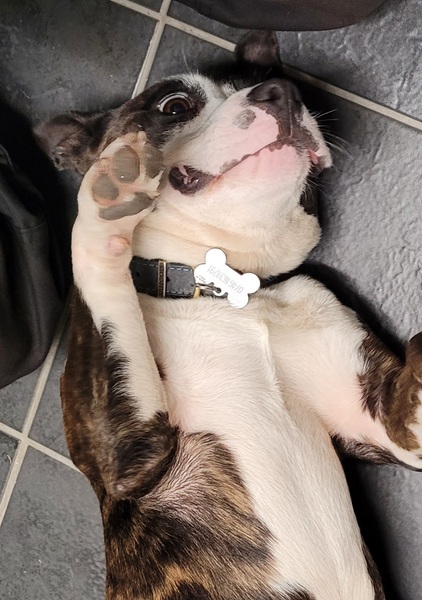 “Getting ANY adult dog breed is strongly NOT recommended”