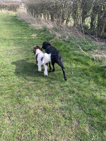 Puppy Survival Thread: muddy footprints into Spring 2022