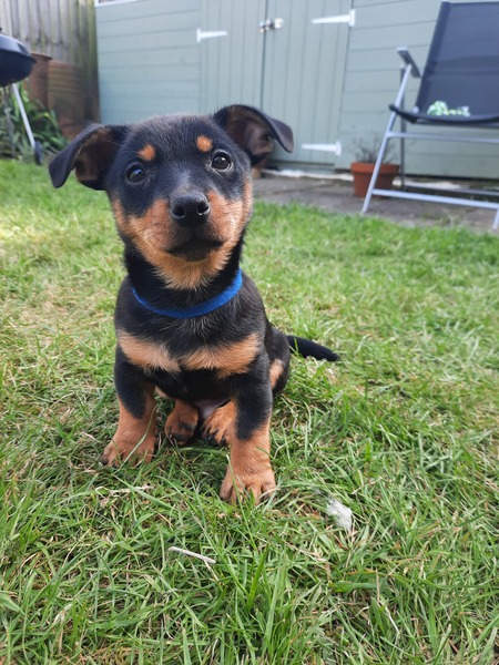 Puppy Survival Thread: muddy footprints into Spring 2022
