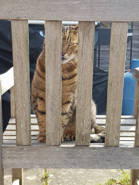 Not my cats and friends