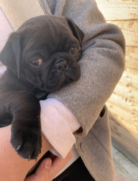 To say that buying a puppy is NOT like having a baby.