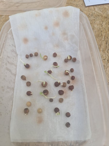 Chitting sweet peas