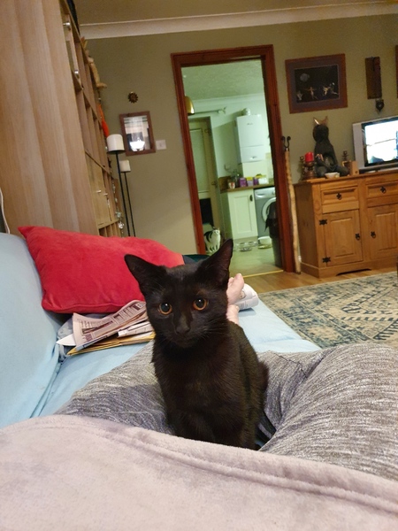 Dwarf kitten