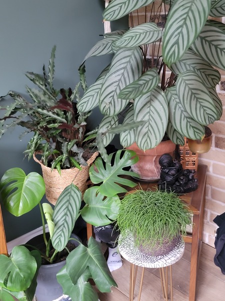 How many house plants do you have?
