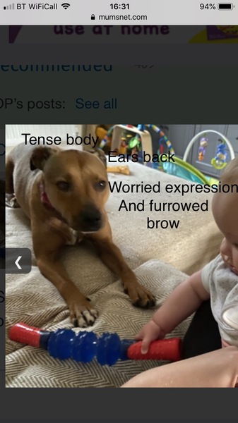 “Getting ANY adult dog breed is strongly NOT recommended”