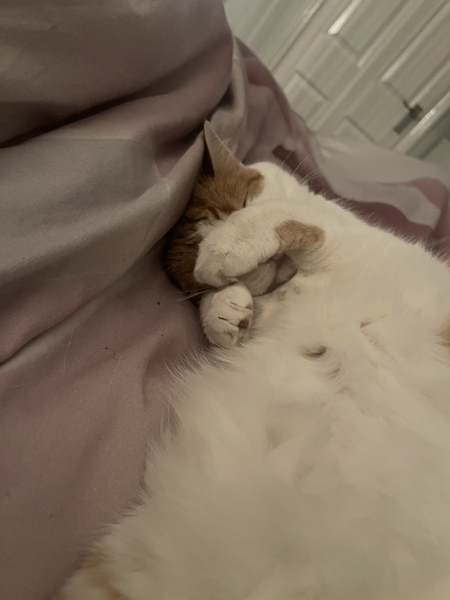 Anyone else's cat have an 'It wasn't me!' face? Pics please!