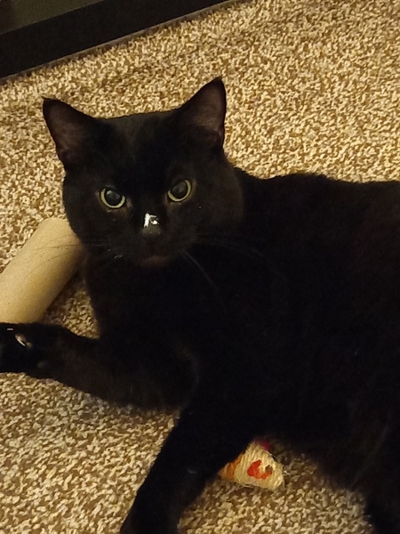 update on my little rescue boy