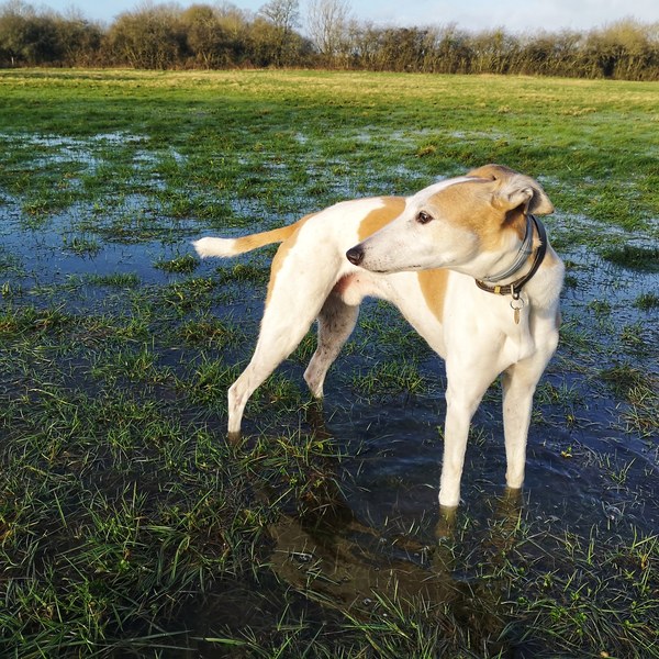 Lurcher - what do I need to know?