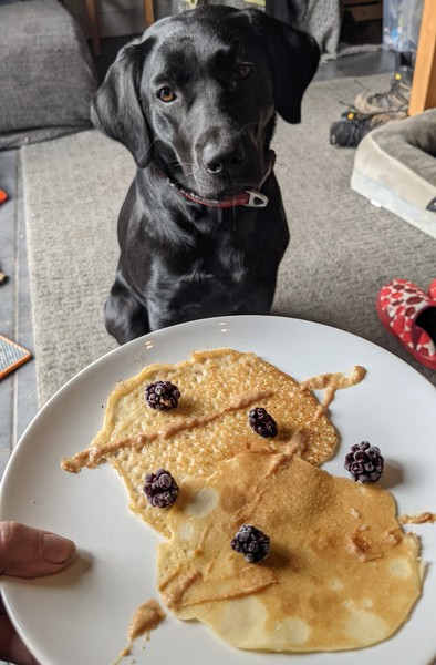 Puppy Survival Thread: surviving into 2022