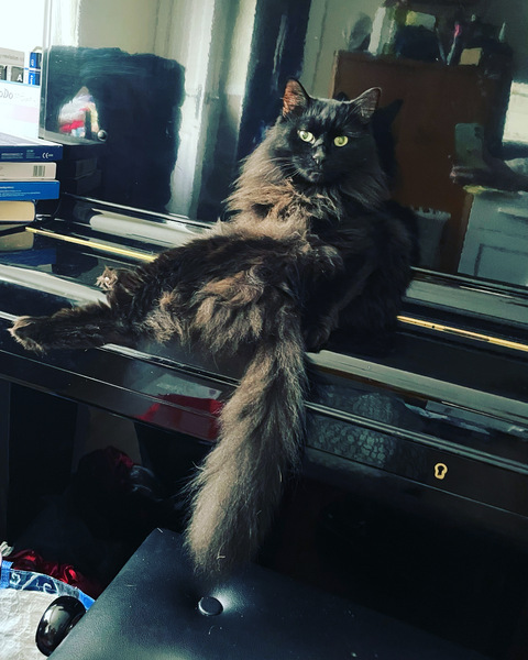 Too Many Cats