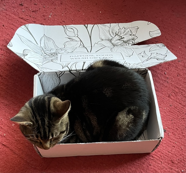 Not my cats and friends