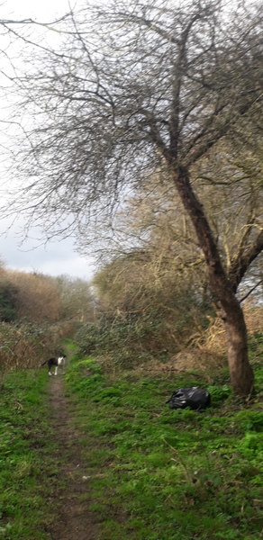 Puppy Survival Thread: muddy footprints into Spring 2022