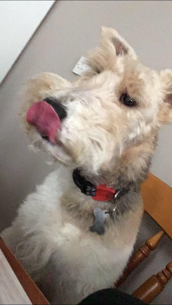 Favourite ever picture of your dog.