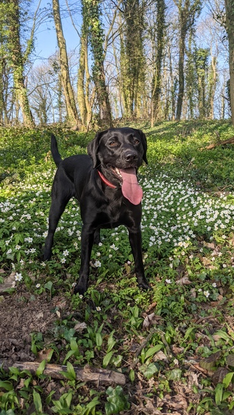Puppy Survival Thread: muddy footprints into Spring 2022