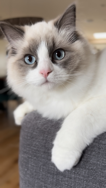 Do you think my cat is gorgeous?